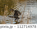 飛翔 112714978