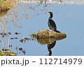 カワ鵜 112714979