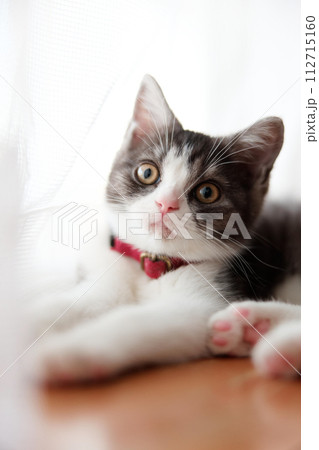 窓辺の子猫 112715160