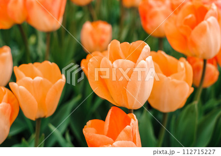 Close-up of a cluster of bright orange tulips in full bloom Close-up of a cluster of bright orange tulips in full bloom 112715227