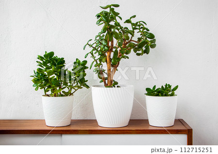 Green house plants in white pots stand on shelf. 112715251