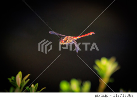 精霊蜻蛉とか盆蜻蛉とも呼ばれるウスバキトンボ 112715368