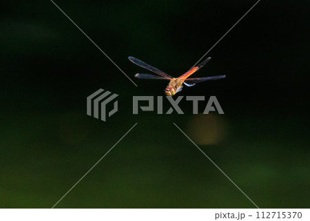 精霊蜻蛉とか盆蜻蛉とも呼ばれるウスバキトンボ 112715370