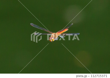 精霊蜻蛉とか盆蜻蛉とも呼ばれるウスバキトンボ 112715371