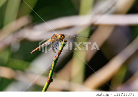 精霊蜻蛉とか盆蜻蛉とも呼ばれるウスバキトンボ 112715375