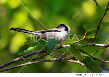 愛くるしい仕草で人気者の小さな白い鳥 エナガ 愛くるしい仕草で人気者の小さな白い鳥 エナガ 112715432