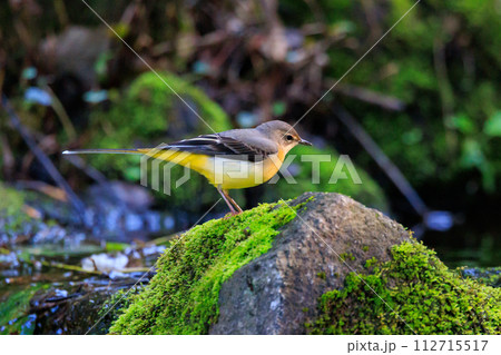 警戒心が強く、水辺を好んであざやかなレモンイエローを纏う綺麗な鳥のキセキレイ 112715517