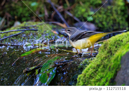 警戒心が強く、水辺を好んであざやかなレモンイエローを纏う綺麗な鳥のキセキレイ 112715518