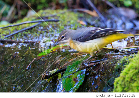 警戒心が強く、水辺を好んであざやかなレモンイエローを纏う綺麗な鳥のキセキレイ 112715519