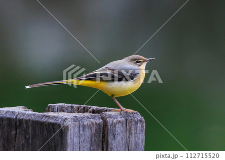 警戒心が強く、水辺を好んであざやかなレモンイエローを纏う綺麗な鳥のキセキレイ 警戒心が強く、水辺を好んであざやかなレモンイエローを纏う綺麗な鳥のキセキレイ 112715520