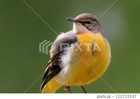 警戒心が強く、水辺を好んであざやかなレモンイエローを纏う綺麗な鳥のキセキレイ 112715537