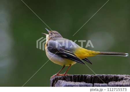 警戒心が強く、水辺を好んであざやかなレモンイエローを纏う綺麗な鳥のキセキレイ 112715573