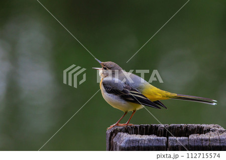 警戒心が強く、水辺を好んであざやかなレモンイエローを纏う綺麗な鳥のキセキレイ 112715574