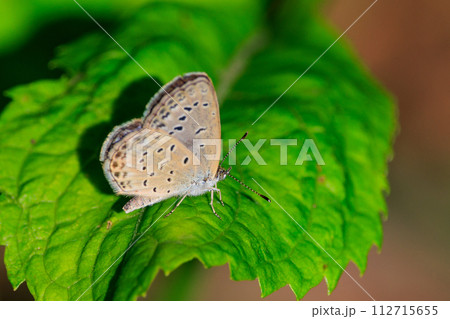 南極以外の全ての大陸に生息するシジミチョウ 112715655