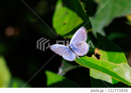 南極以外の全ての大陸に生息するシジミチョウ 112715656