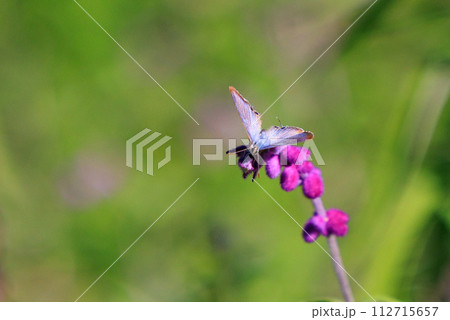 南極以外の全ての大陸に生息するシジミチョウ 112715657