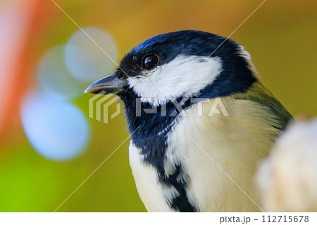 胸のネクタイが可愛らしい身近な野鳥 シジュウカラ 112715678