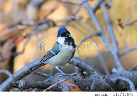 胸のネクタイが可愛らしい身近な野鳥 シジュウカラ 112715679