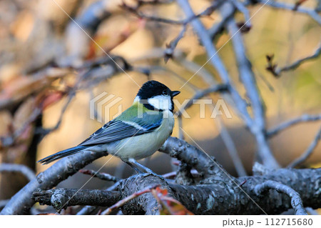胸のネクタイが可愛らしい身近な野鳥 シジュウカラ 112715680
