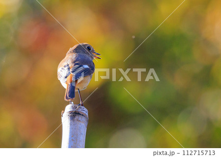 ジョビコの愛称で可愛らしい仕草が愛される冬鳥の ジョウビタキの雌 112715713