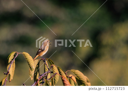ジョビコの愛称で可愛らしい仕草が愛される冬鳥の ジョウビタキの雌 ジョビコの愛称で可愛らしい仕草が愛される冬鳥の ジョウビタキの雌 112715723