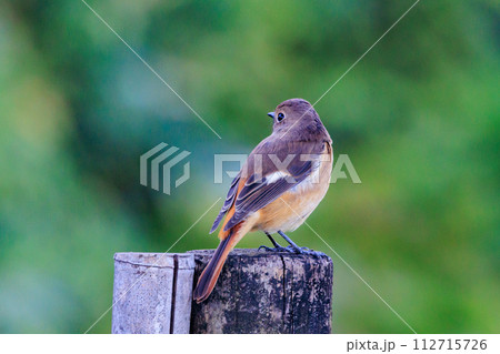 ジョビコの愛称で可愛らしい仕草が愛される冬鳥の ジョウビタキの雌 ジョビコの愛称で可愛らしい仕草が愛される冬鳥の ジョウビタキの雌 112715726