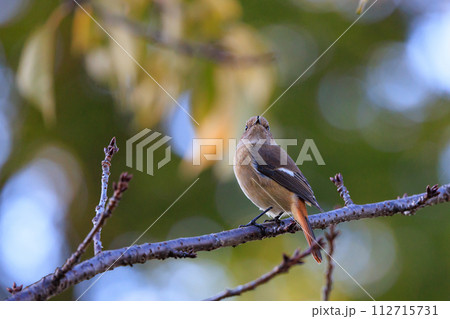 ジョビコの愛称で可愛らしい仕草が愛される冬鳥の ジョウビタキの雌 112715731