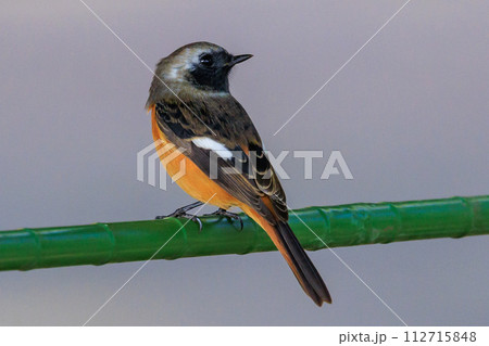 愛らしい仕草の冬鳥 ジョウビタキ 112715848
