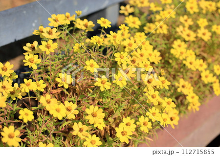 ジニアの花 満開 ジニアの花 満開 112715855