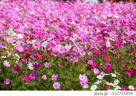 コスモスの花 満開 コスモスの花 満開 112715859