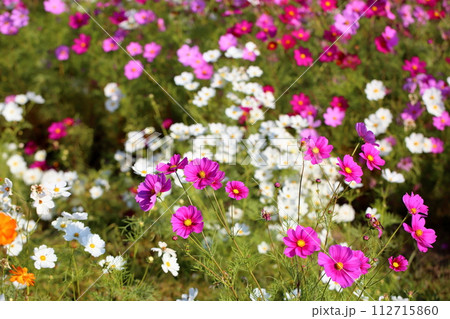 コスモスの花　満開 112715860