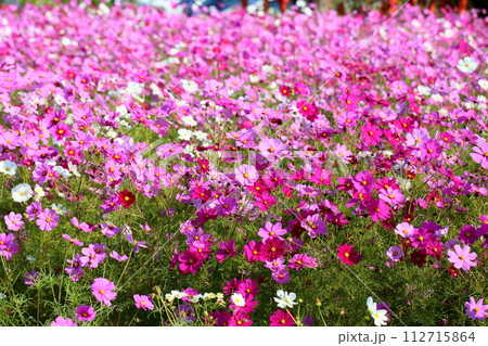 コスモスの花 満開 コスモスの花 満開 112715864