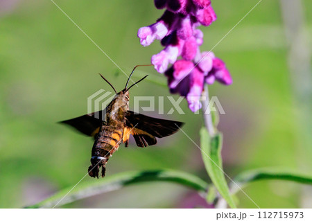 蟻地獄の成虫ウスバカゲロウ 蟻地獄の成虫ウスバカゲロウ 112715973