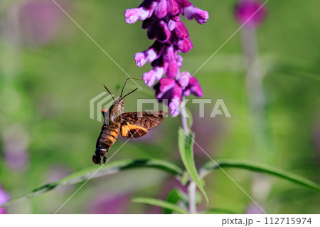 蟻地獄の成虫ウスバカゲロウ 蟻地獄の成虫ウスバカゲロウ 112715974