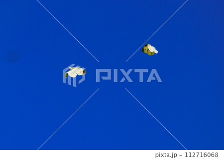 ひらひらと舞う白い妖精 モンシロチョウ ひらひらと舞う白い妖精 モンシロチョウ 112716068