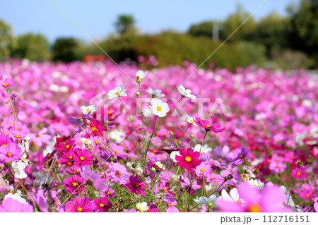 コスモスの花 満開 コスモスの花 満開 112716151