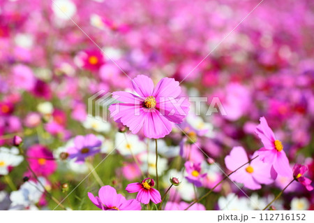 コスモスの花 満開 コスモスの花 満開 112716152