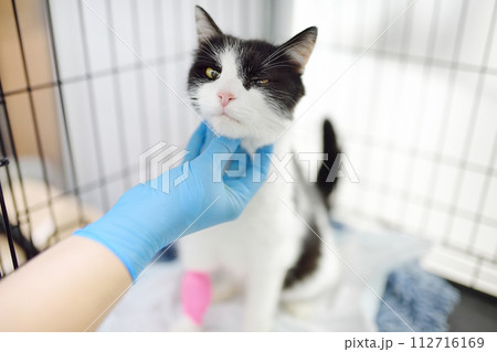 Homeless or lost cat is in a big cage in vet clinic or animal shelter. Hotels for pets. Overexposure of pets. Protection, treatment, vaccination, adoption of homeless animals. Spay Day Homeless or lost cat is in a big cage in vet clinic or animal shelter. Hotels for pets. Overexposure of pets. Protection, treatment, vaccination, adoption of homeless animals. Spay Day 112716169