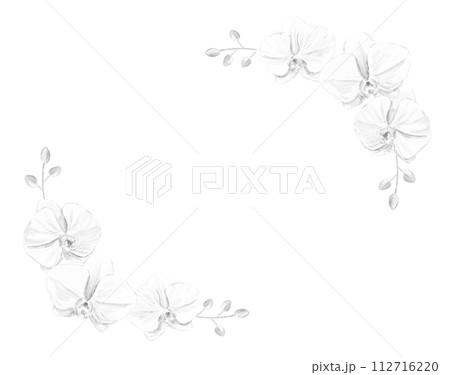 モノクロの胡蝶蘭のフレーム 112716220