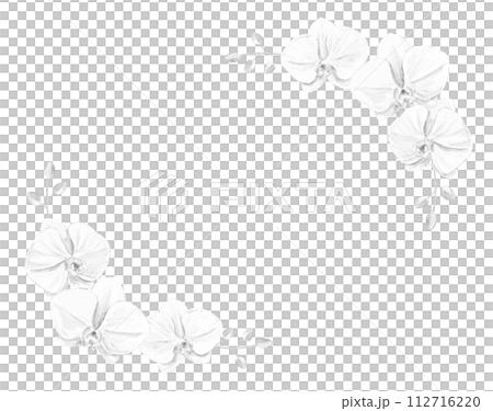 モノクロの胡蝶蘭のフレーム 112716220