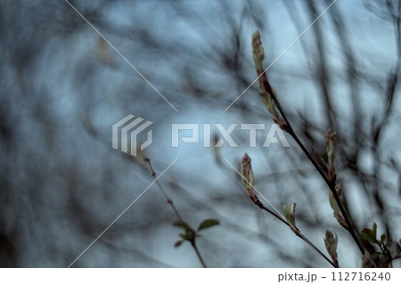 tree in the snow tree in the snow 112716240