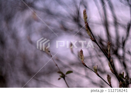 buds and buds in spring buds and buds in spring 112716241