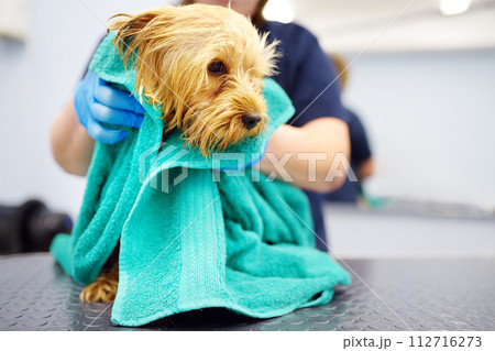 A dog grooming salon. A skilled female groomer washes a cute terrier with shampoo and wipes it with a towel. Pet care in a veterinary clinic. 112716273