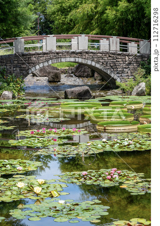 池に浮かぶ睡蓮の花 112716298