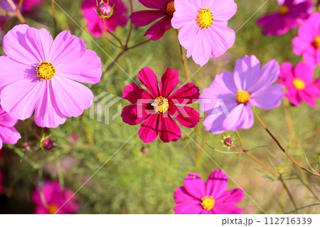 コスモスの花 満開 コスモスの花 満開 112716339