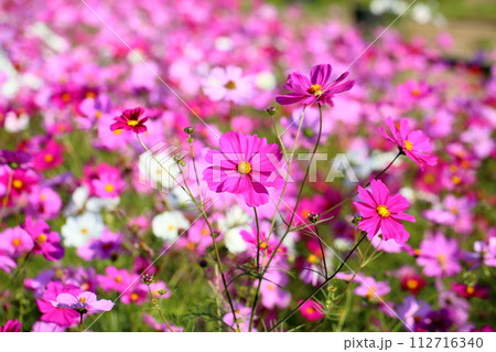 コスモスの花　満開 112716340