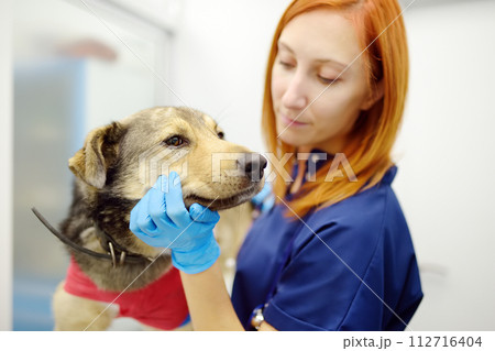 Veterinarian examines a large dog in veterinary clinic. Vet doctor applied a medical bandage for pet during treatment after the injury or surgery operation. Anesthesia for animals 112716404