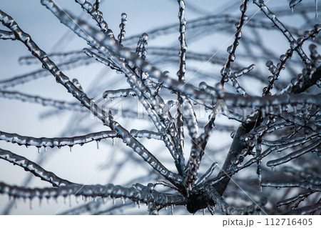 Icing in the world of plants. A pine branch with long green needles covered with a thin layer of ice Icing in the world of plants. A pine branch with long green needles covered with a thin layer of ice 112716405