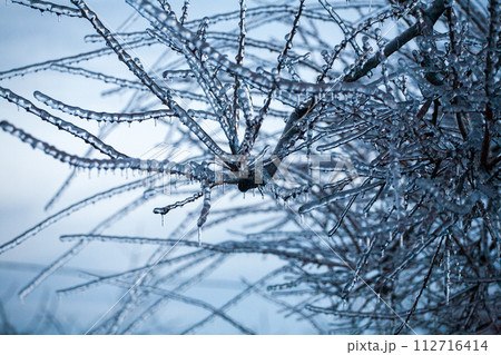 Icing in the world of branch with long green needles covered with a thin layer of ice on a winter 112716414