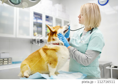 Veterinarian examines dog of corgi breed in veterinary clinic. Vet doctor is establishes contact and trust with the pet before listening breath using stethoscope. Checkup health animal. 112716511